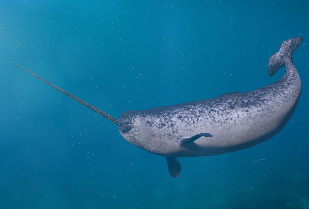 real narwhal image